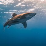 fishes, shark, oceanic whitetip shark, oceanic white tip, longi manus, dive, sea, nature, underwater, water, ocean, egypt