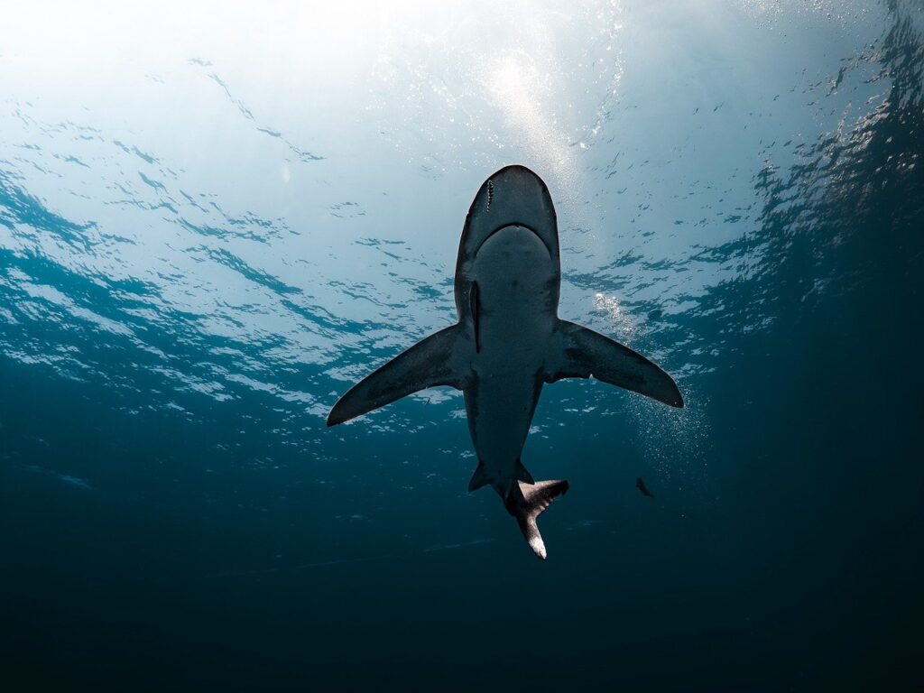 shark, deep sea, oceanic, whitetip shark