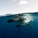 A stunning underwater photograph of a humpback whale and calf off the coast of Tonga.